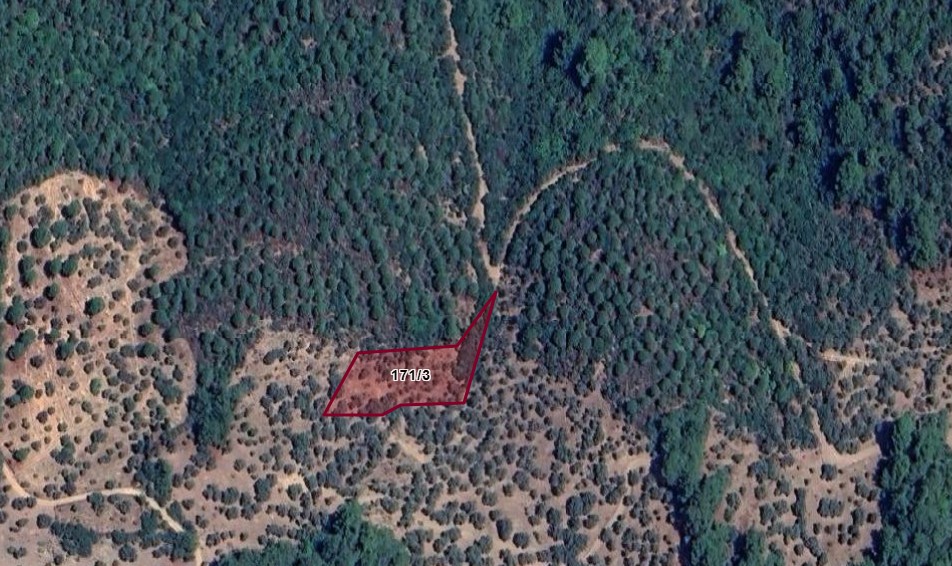 Fotoğraf